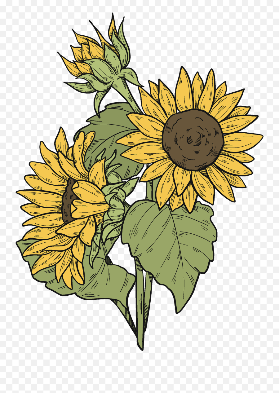 Sunflowers Clipart Free Download Transparent Png Creazilla - Clipart Images Of Sunflowers,Sunflower Clipart Png
