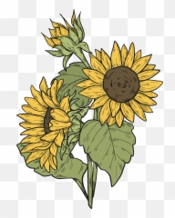 Sunflowers Clipart Free Download Transparent Png Creazilla - Clipart Images Of