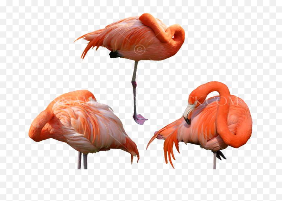 Birds Png Stock Photo Collection Large - Flamingo Bird,Flamingo Png