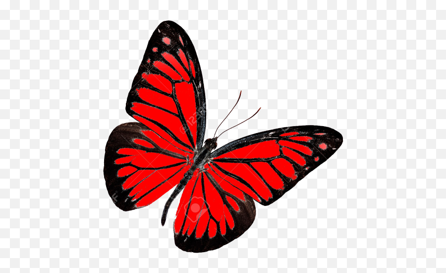 Red Butterfly Transparent Background - Red Butterfly Transparent Background Png,Butterflies Transparent
