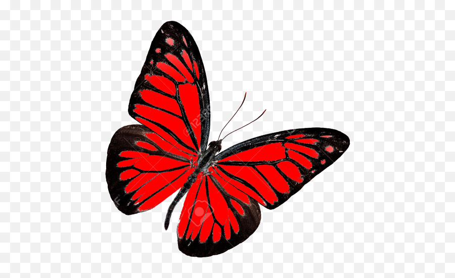 Red Butterfly Transparent Background Red Butterfly Transparent Background Png Free Transparent Png Images Pngaaa Com