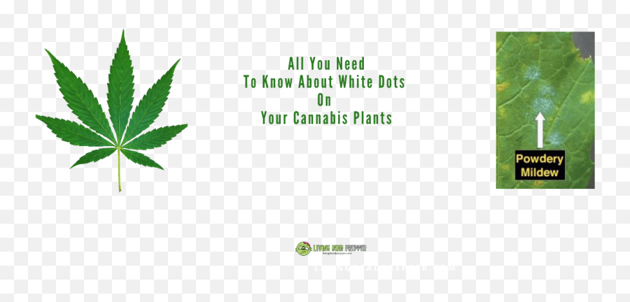 What You Need To Know About White Spots - Hemp Png,Hemp Leaf Png