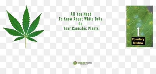 What You Need To Know About White Spots - Hemp png