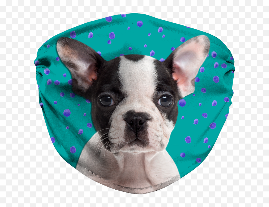 Boston Terrier Puppy Teal Sublimation Face Mask - Dog Png,Boston Terrier Png