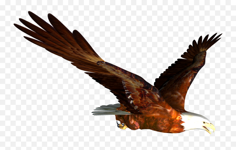 Flying Eagle Png Image Free Download - Animated Flying Eagle Png,Prey Png