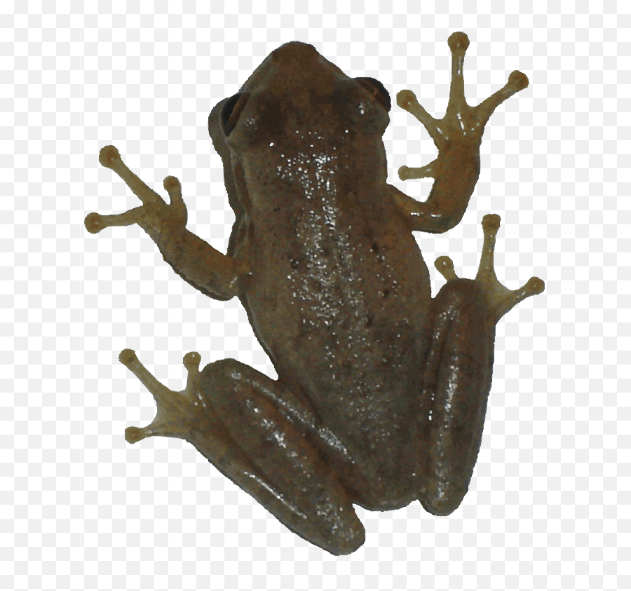 New Born Frog Png Transparent Image - Transparent Background Frog Png,Transparent Frog