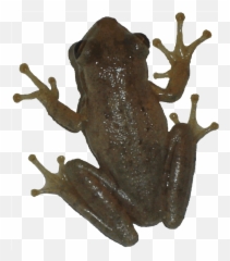 New Born Frog Png Transparent Image - Background