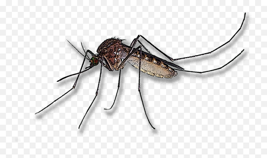 Mosquito Clipart Leptospirosis - Mosquito Transparent Mosquito Png,Mosquito Transparent