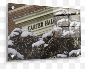 Etsu - Winter Carter Hall Tree png
