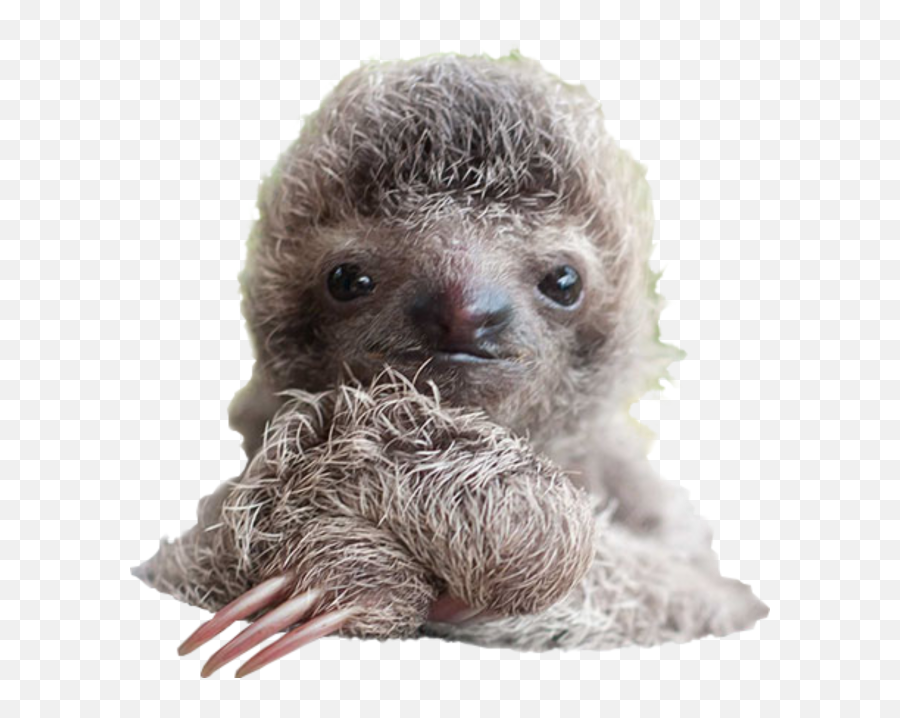 Sloth Png Transparent Image For - Costa Rica Baby Sloths,Sloth Png