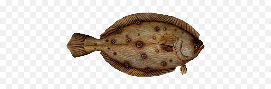 Flounder - Flounder Fish Transparent Png,Flounder Png