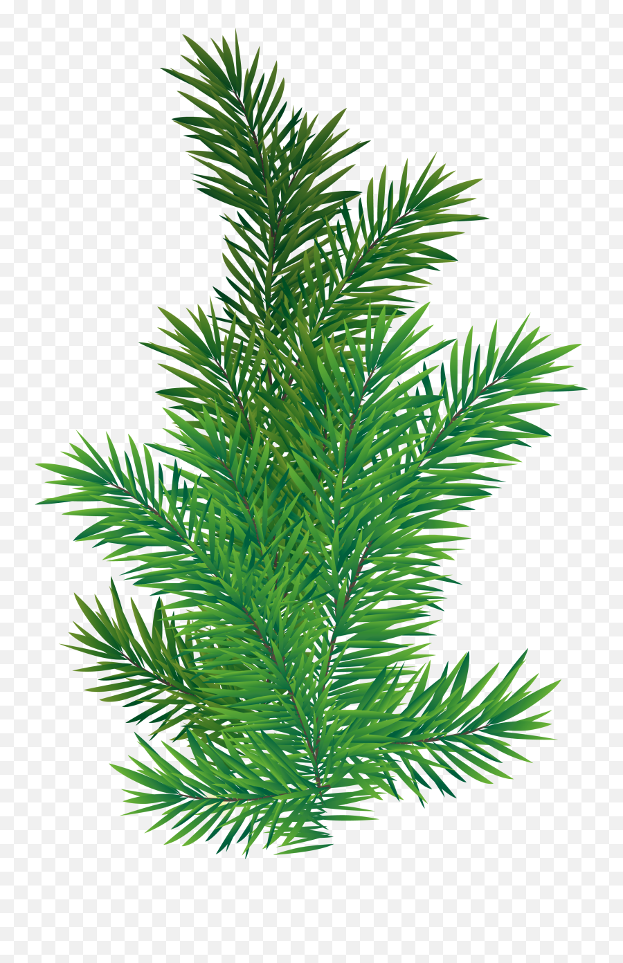 Download Pine Branches Png - Transparent Png Png Images Pine Png Branch,Pine Tree Transparent Background