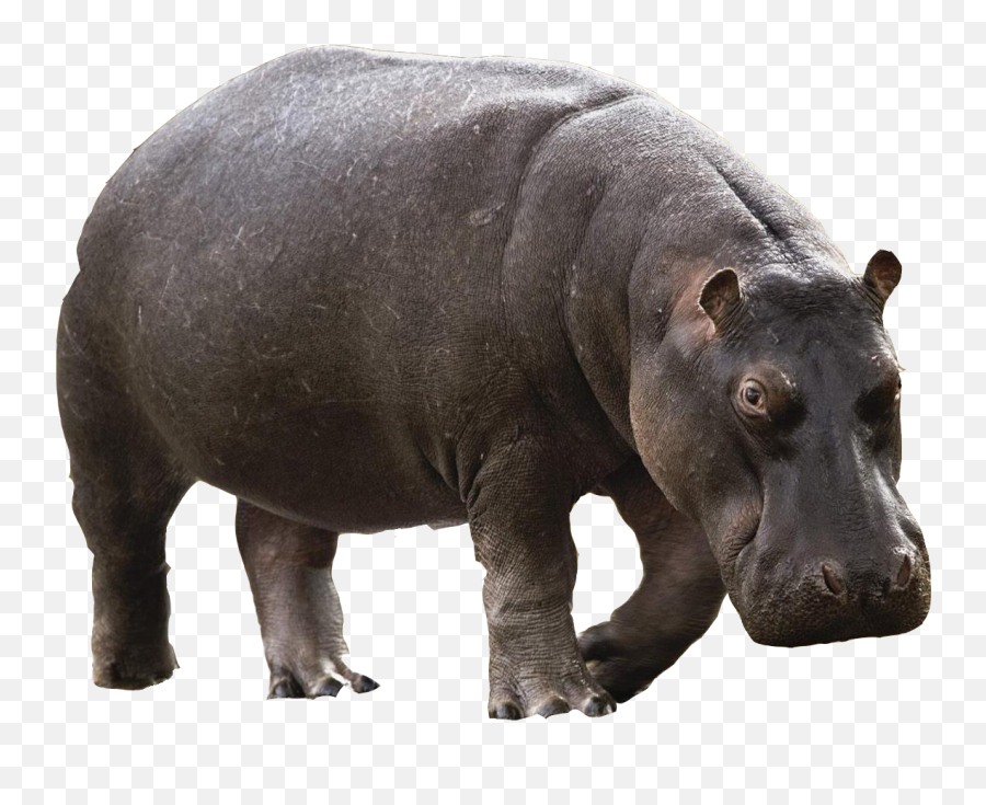 Animals Png Free Images - Hippopotamus Png,Animals Png