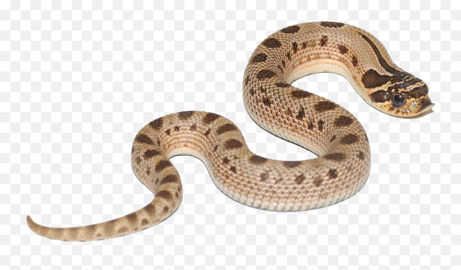 Anaconda Free Png Images