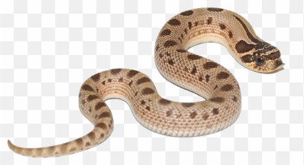 Anaconda Free Png Images