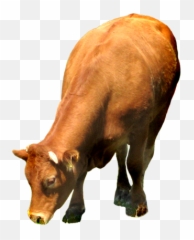 Cow Png Hd 1 Image - Eating Grass Transparent Background