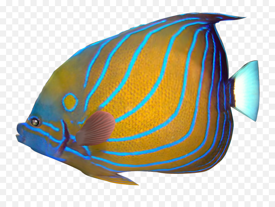 Marine Fish Clipart Transparent - Colorful Fish Transparent Background Png,Tropical Fish Png