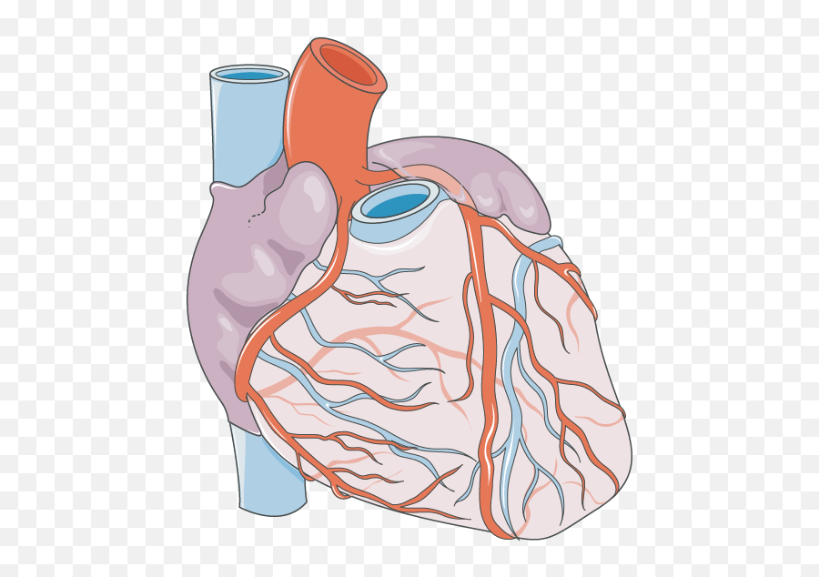Heart Vascularization - Servier Medical Art Vascularisation Of The Heart Png,Heart Organ Png