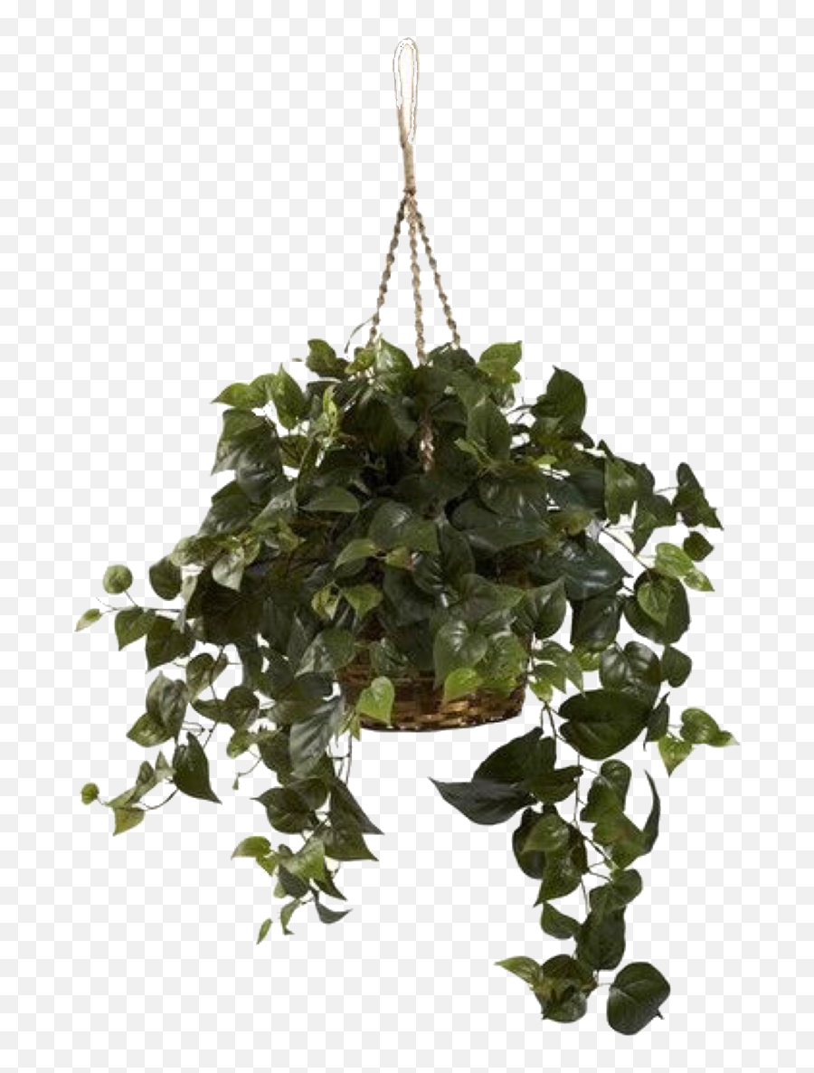 Images About Plant Pngs - Transparent Hanging Plant,Plant Pngs