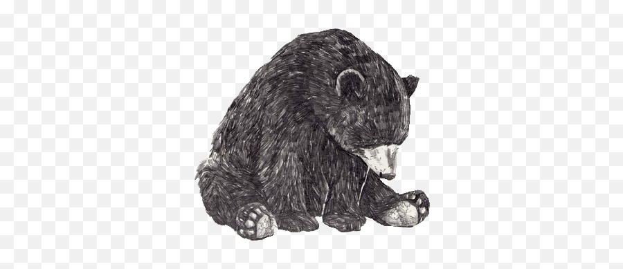Image About Bear In Random Shit By Nna - Bear Black And White Png,Bear Transparent