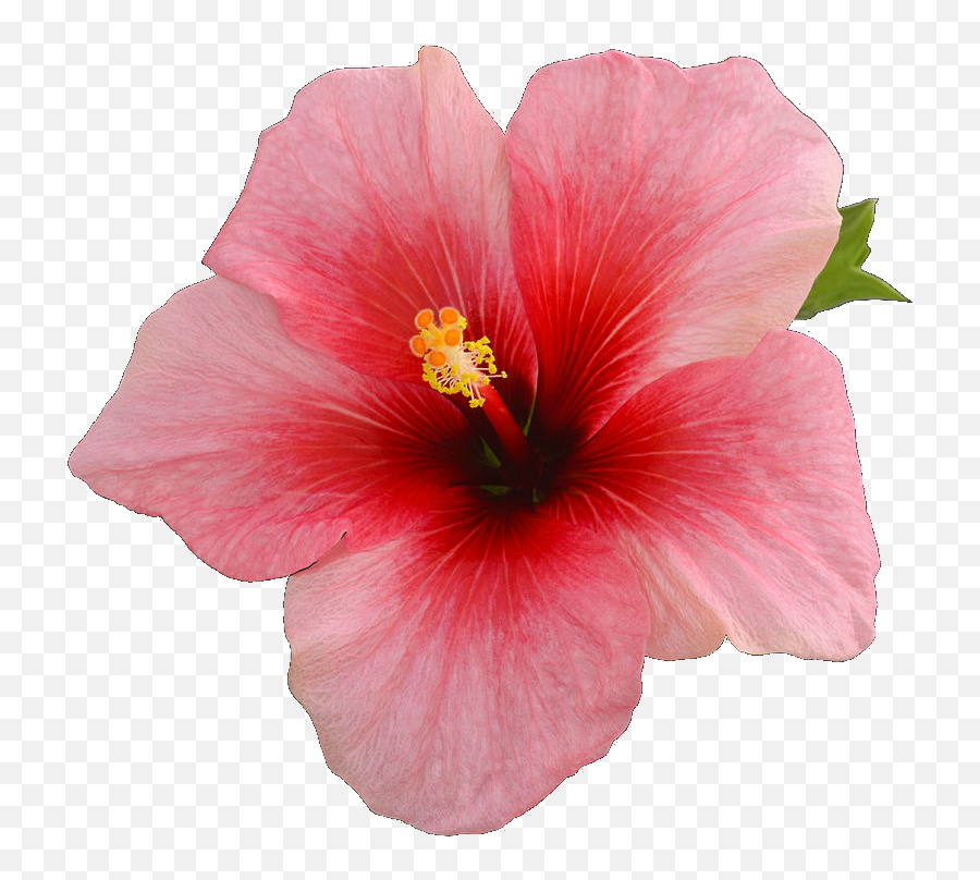 Png Transparent Sticker Overlay Tumblr - Single Hibiscus Flower On A Black Background,Hibiscus Png