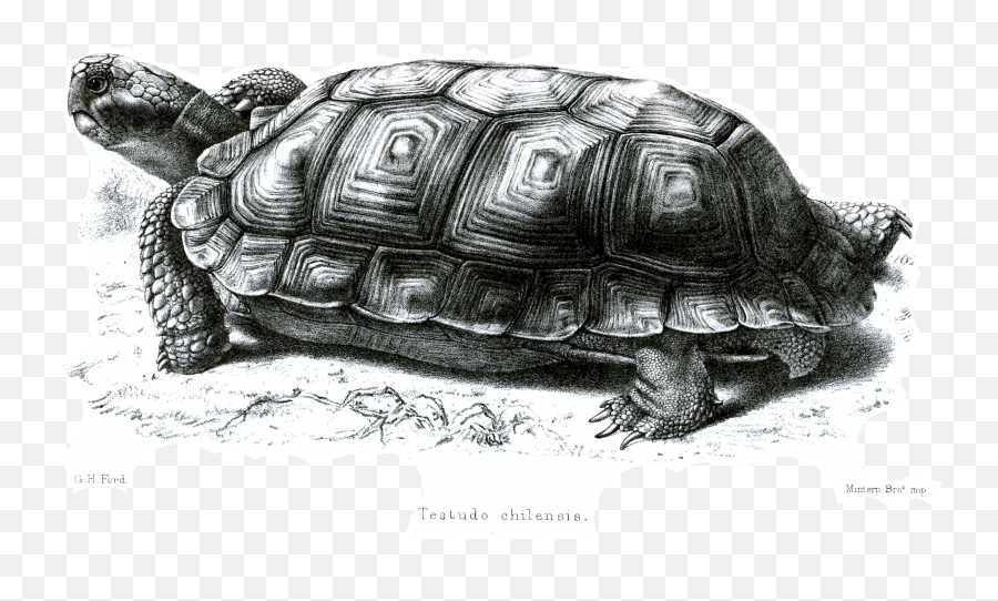 Filetestudochilensisfordpng - Wikimedia Commons Chaco Tortoise,Tortoise Png