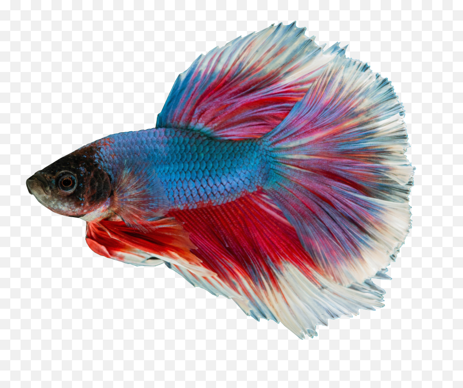 Free Image Siamese Fighting Fish Blue Transparent Background - Small Fish In Tank Png,Transparent Backround