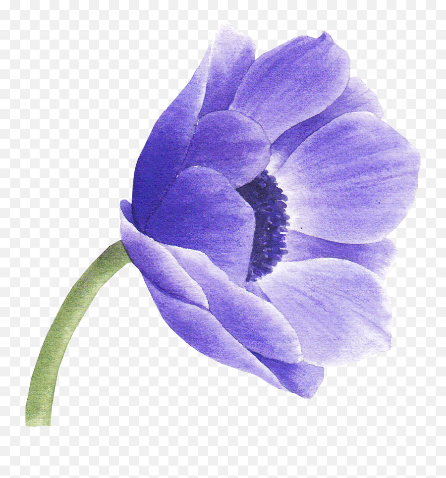 Anemone Flower - Delphinium Png,Anemone Png