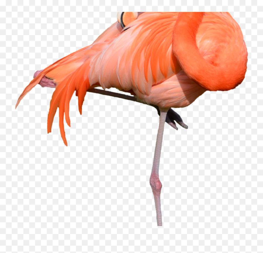 Portable Network Graphics Clip Art - Flamingo Png,Lorax Png