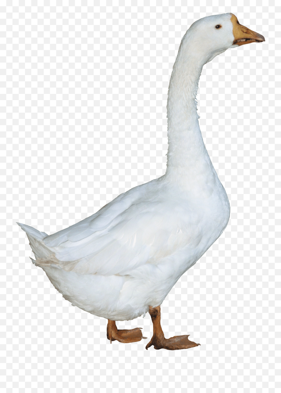 Duck Png Images - Duck Png,Ducks Png