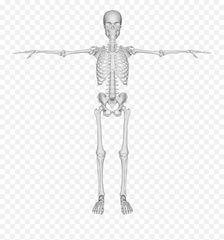 Skeleton Transparent Png Clipart Free - Common Bones Of The Skeletal System,Skeleton Png Transparent