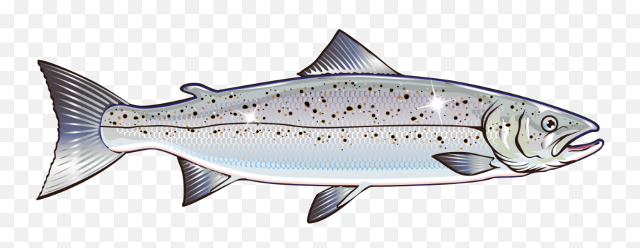 Salmon Vector Graphics Clip Art Stock Illustration Royalty - Salmon Fish Vector Png,Salmon Png
