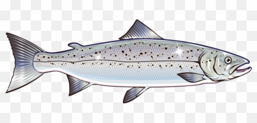 Salmon Vector Graphics Clip Art Stock Illustration Royalty - Salmon Fish Vector Png,Salmon Png
