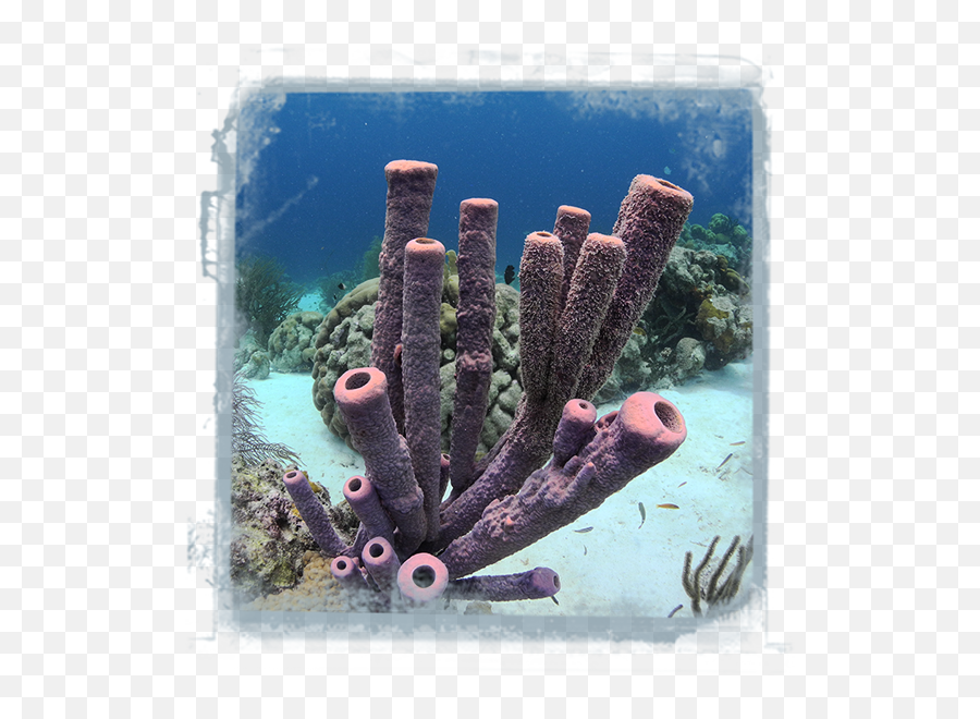 Value Of Coral Reefs U2014 Deep Blue Discoveries - Marine Biology Png,Coral Reef Png