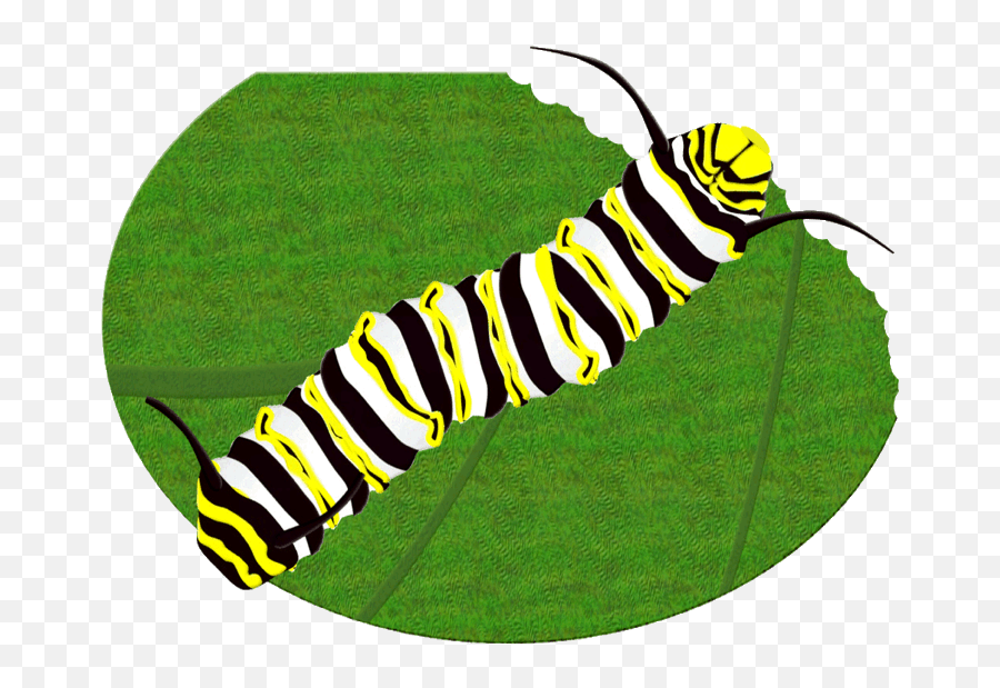Monarch Butterfly Caterpillar Clipart Brush - Footed Monarch Monarch Butterfly Caterpillar Png,Monarch Png