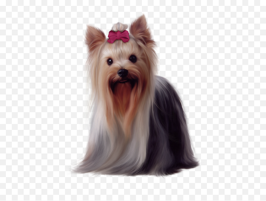 Yorkshire Terrier Puppies - Yorkshire Terrier Png,Yorkie Png