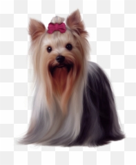 Yorkshire Terrier Puppies - Yorkshire Terrier Png,Yorkie Png