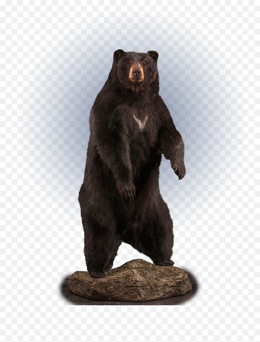 Our Work - Life Size Black Bear Mounts Png,Black Bear Png