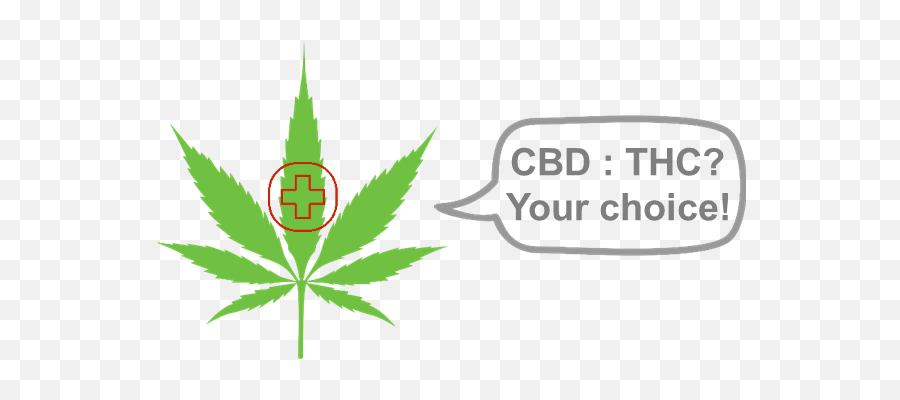 Download Customize Your Own Hemp Variety With Phytowelt - Marijuana Leaf Png,Hemp Leaf Png