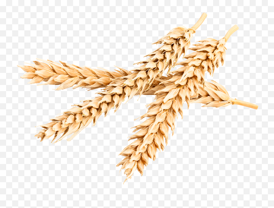 Bombardier Protein In Spring Wheat Variety Liubava Kimitec - Wheat Protein Png,Trigo Png