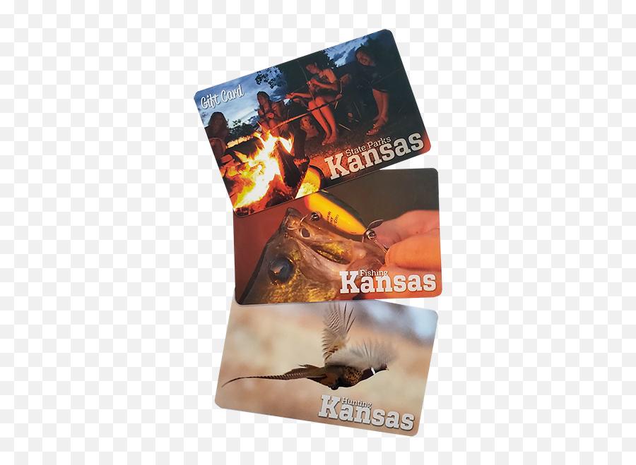 Gift Cards Licensepermits Kdwpt - Kdwpt Old World Flycatchers Png,Gift Cards Png