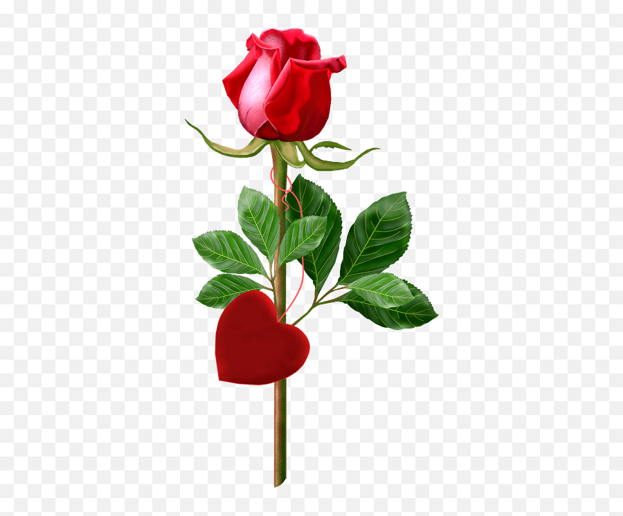 Single Rose Png 3 Image - Good Morning Image With Single Rose,Single Rose Png