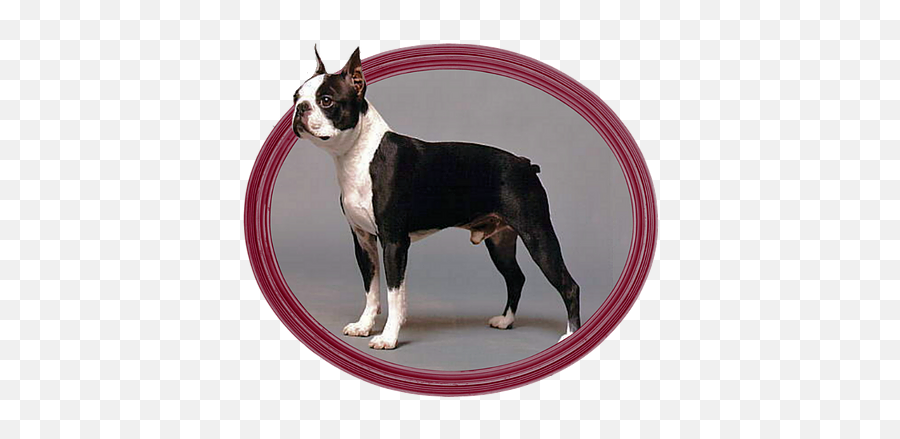 Ch Capone Selectabull Regd - El Bos Rudy Is A Dandy Png,Boston Terrier Png