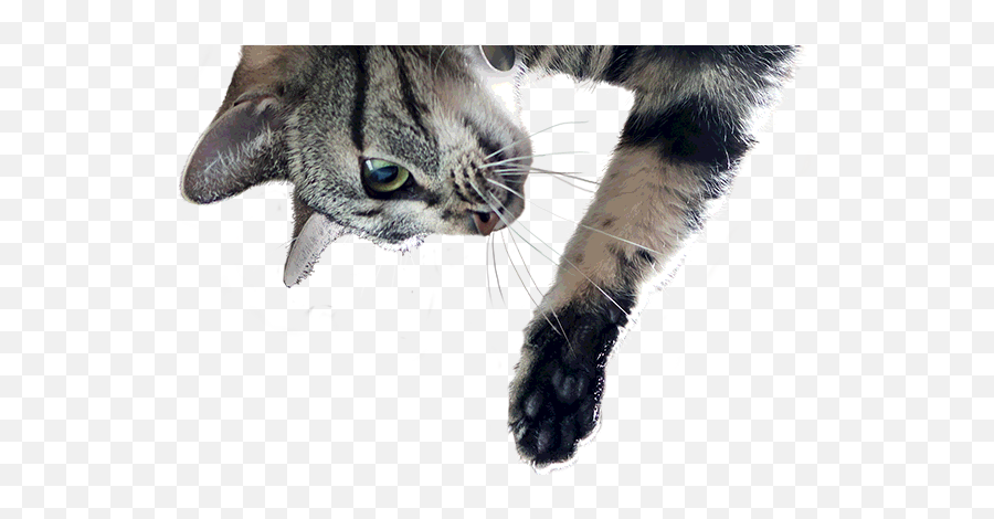 Science Diet - Transparent Cat Png,Transparent Cat