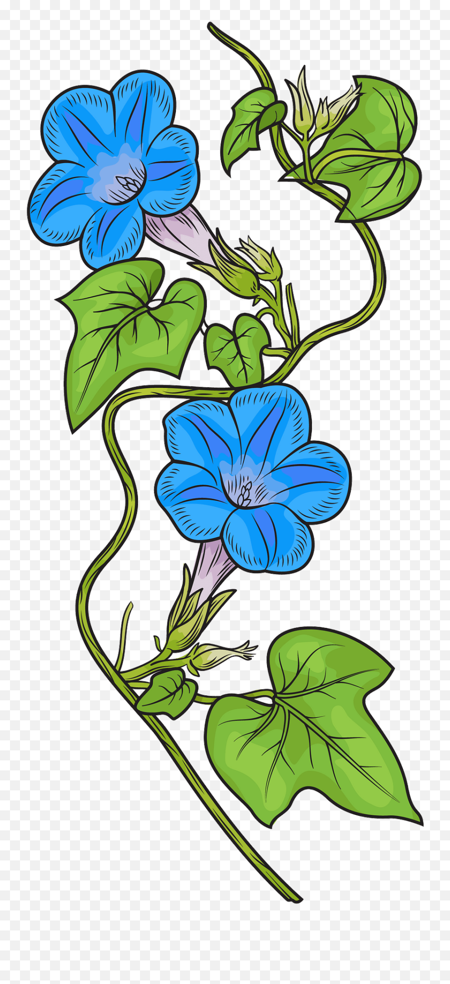 Ivy Leaved Morning Glory 1818 Clipart Free Download - Lovely Png,Ivy Border Png