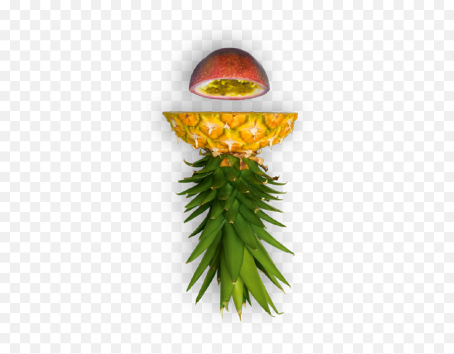 Tropicksch U2013 Tropicks - Papaya Png,Fruit Transparent