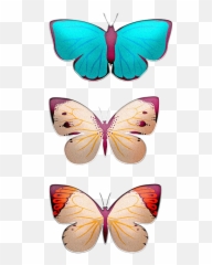 Butterflies Wings Insects - Girly png