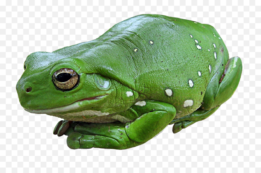 Frog Images Png Outline - Australian Tree Frog,Transparent Frog
