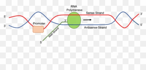 Addgene Promoters - Definition Biology png