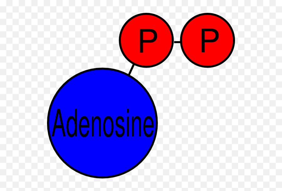 Download Adp Clip Art - Adenosine Diphosphate Clip Art Png Adp Clipart,Publix Icon